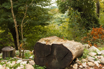 Obraz premium Natural landscape of Abkhazia