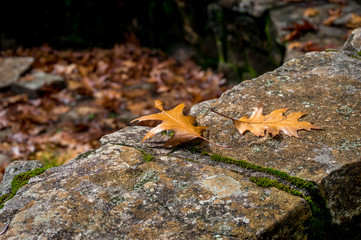 Autumn background with maple leaves
