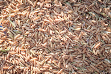 Close up paddy rice background in sunset