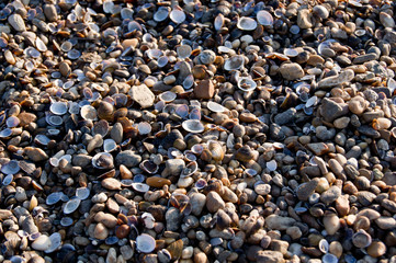 Shells and pebbles.