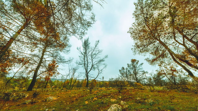 Half burned forest charred pine trees in forest blossoming,timelapse pan