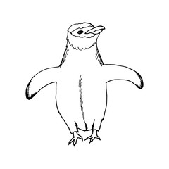 hand draw a penguin-style sketch 