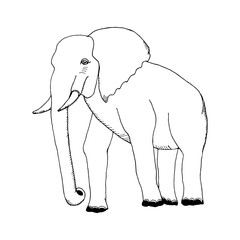 Obraz premium hand draw a sketch in the style of an elephant 