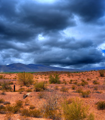 Sonora Desert