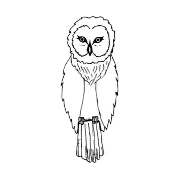 hand draw a sketch in the style of an owl 