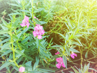 Blossom lovely mini pink flower in sun set light