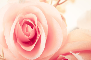 Fototapeta na wymiar intage of center pink rose.