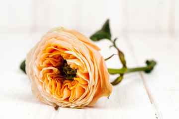 peach roses on white wooden background. flowers