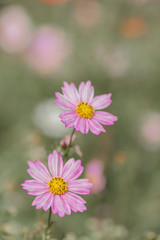 Fototapeta premium コスモス 