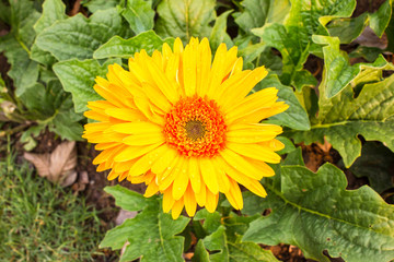 Yellow gerbera flower with water drops.
