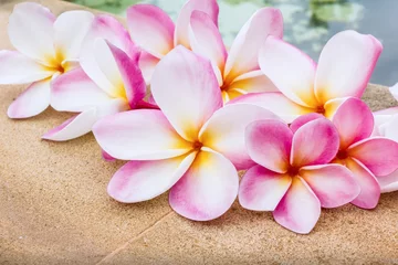 Papier Peint photo Lavable Frangipanier Group of beautiful sweet pink flower plumeria decorated on rock tile beside the pool