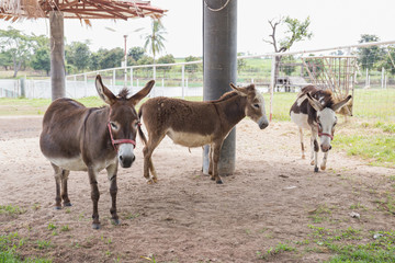 Donkey in farm.