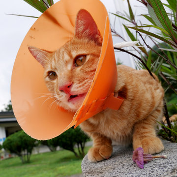 The Cute Cat Wearing The Orange Plastic Cone Collar.