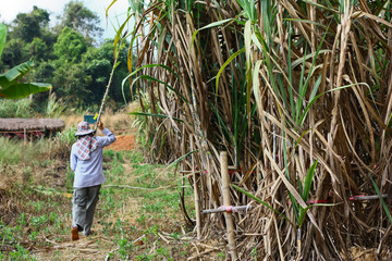 plant sugarcane 
