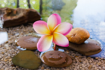 plumeria or frangipani decorated on water and pebble rock in zen style