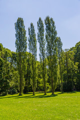 Fototapeta na wymiar Munich English garden poplar trees