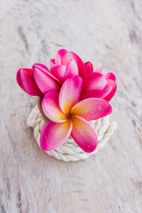 Fototapeta na wymiar (With clipping path) Isolated beautiful sweet pink flower plumer