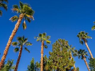 Fototapeta na wymiar California Palms and the blue sky at a Palm Desert golf resort.