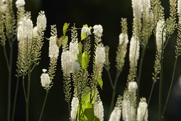 Gardens plant