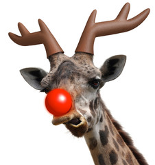 Funny giraffe face dressed as Santa Claus' red nosed reindeer for Christmas © David Carillet