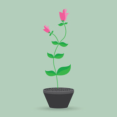 flower pot isolated background