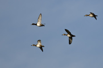 Flock of Ring-Necked Ducks Flying in a Blue Sky