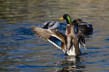 Mallard Duck Stretching Its Wings on the Water