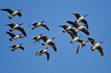 Flock of Canada Geese Flying in a Blue Sky