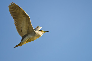 Fototapeta na wymiar Black-Crowned Night-Heron Flying in a Blue Sky
