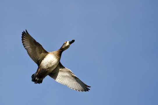 Female Ring-Necked Duck Flying in a Blue Sky