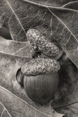 B&W of acorn on leaves.