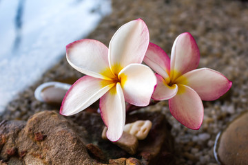 Touching nature with relaxing and peaceful with flower plumeria or frangipani decorated on water and pebble rock in zen style for spa meditation mood