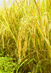 Fototapeta premium rice