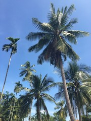 Obraz na płótnie Canvas coconut