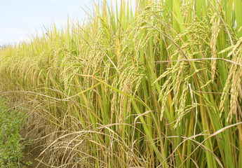 rice