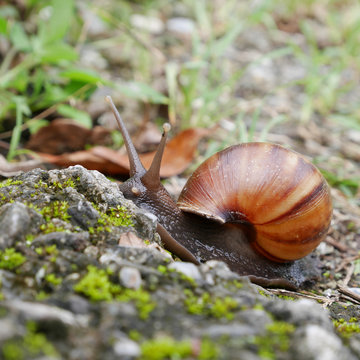 The snail crawling on ground in a garden.