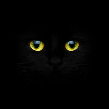 Black cat closeup