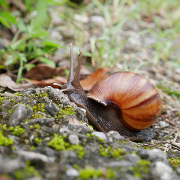 The snail crawling on ground in a garden.
