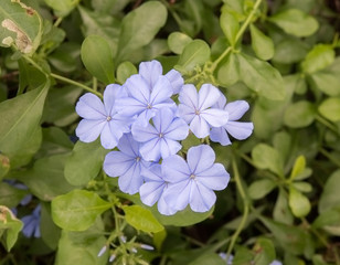 purple Plumbagos