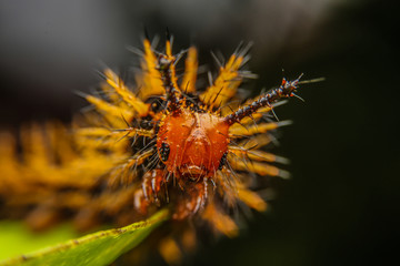 caterpillar, yellow worm