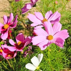 Fototapeta premium Pink daisy flower