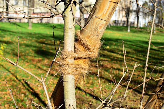 Jungbaum am St&uuml;tzpfahl angebunden