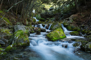 Obraz premium beautiful waterfall in beech forest