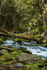 beautiful waterfall in beech forest