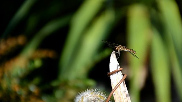 libelle im sommer in zeitlupe
