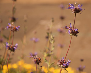 Sage Flowers