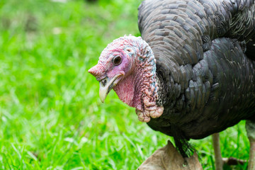Turkey cock or Turkey bird green background