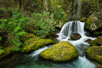 waterfall in beech forest