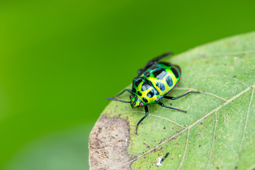 green ladybug on green left