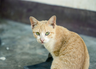 brown cat sitting on floor